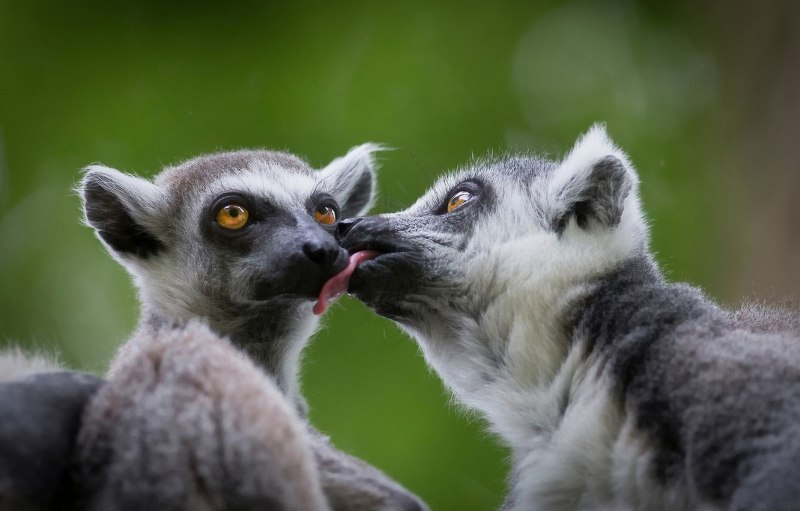 Кошачий лемур