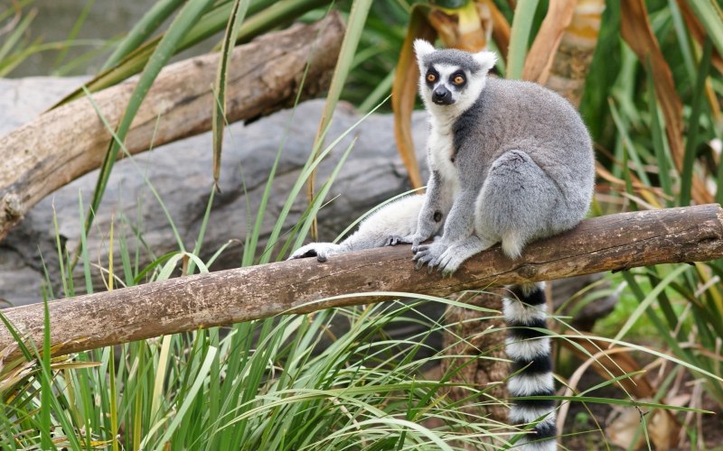 Кошачий лемур Schleich 14827