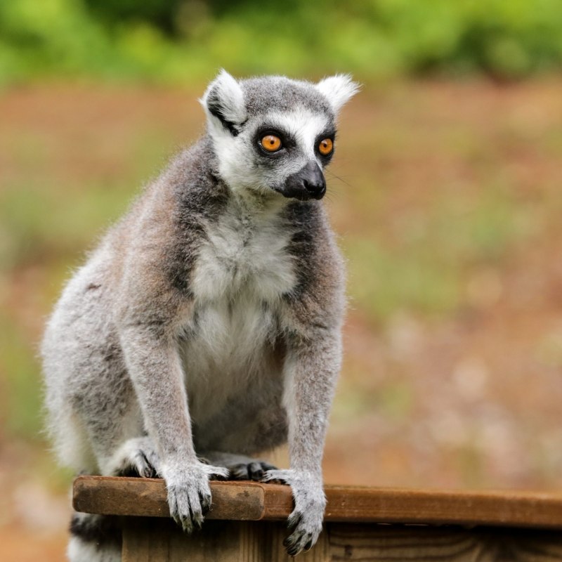 Кошачий лемур