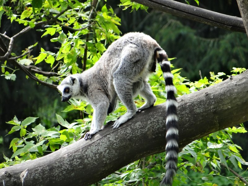 Кошачий лемур
