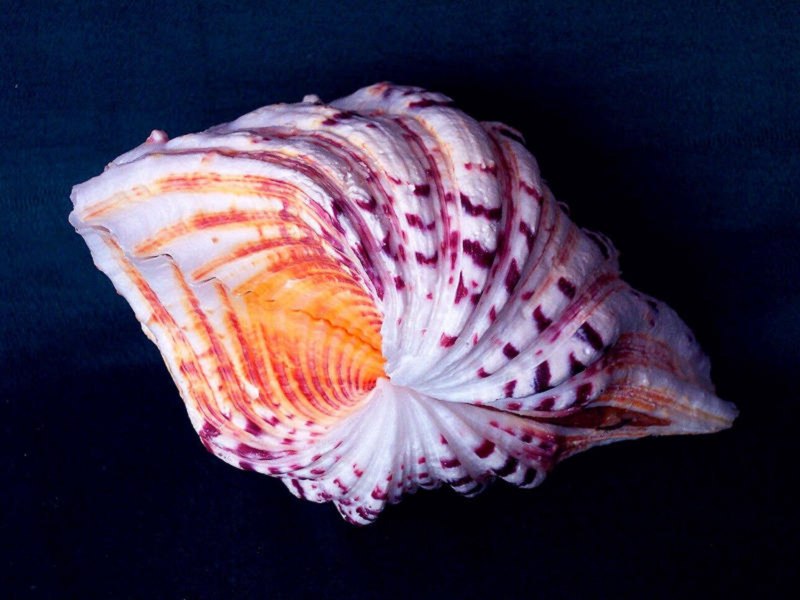 Улитка Priotrohatella stellata