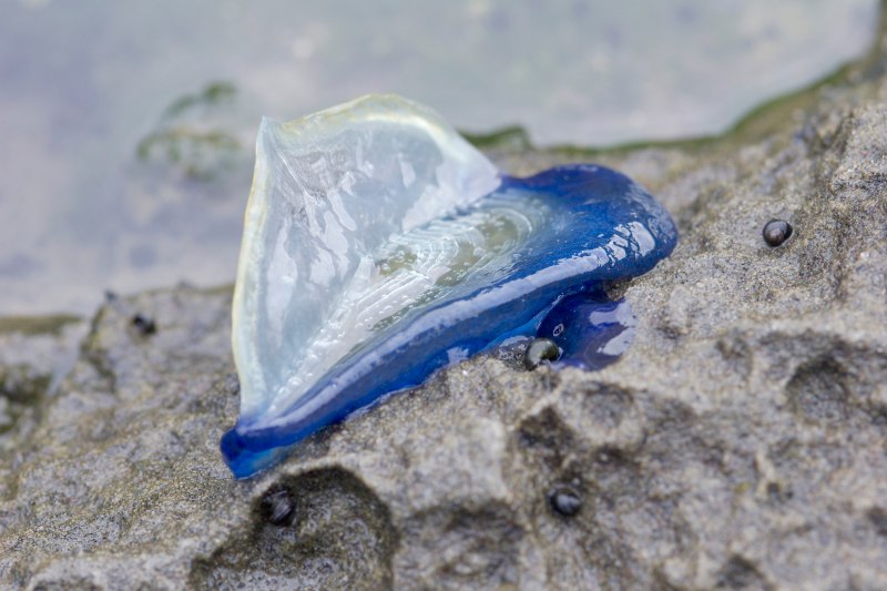 Velella Velella колония