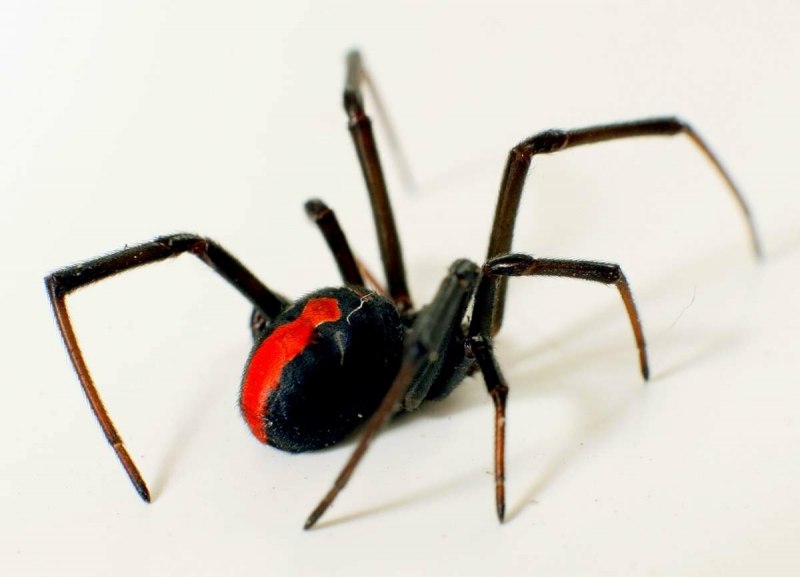 Паук австралийская вдова (красноспинный паук)(Latrodectus hasselti)
