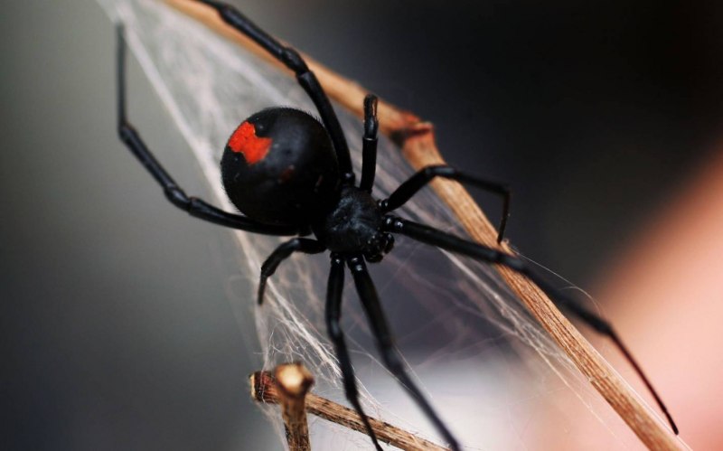Паук австралийская вдова (красноспинный паук)(Latrodectus hasselti)