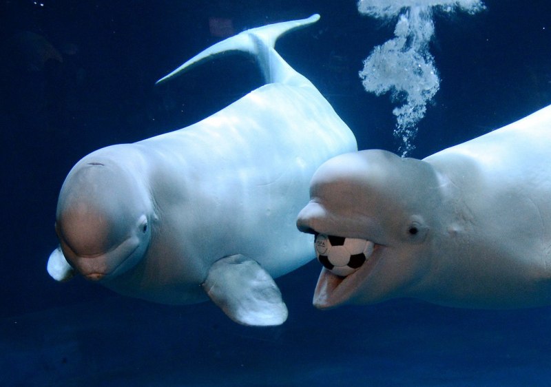 Белый большой дельфин (70 фото)