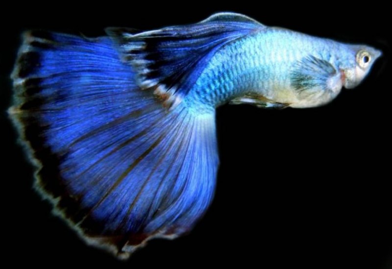 Аквариумные рыбки Guppy