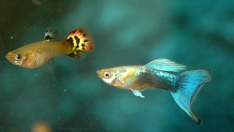 Гуппи Poecilia reticulata