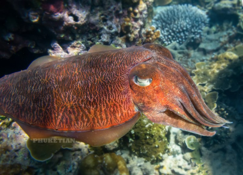 Кальмар Lolliguncula Brevis