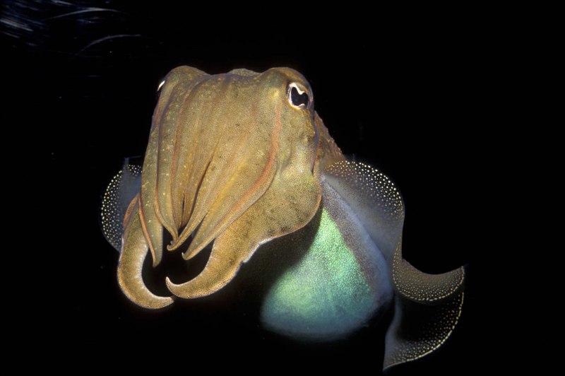 Морская каракатица красного моря