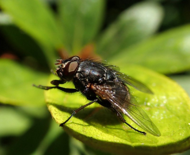 Stratiomys Chamaeleon