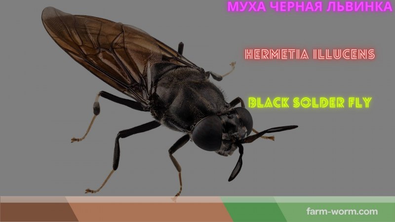 Муха львинка личинка