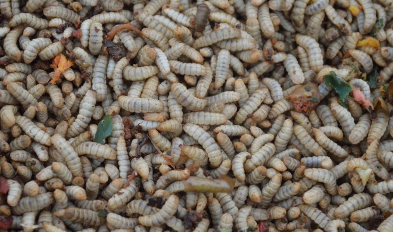 Hermetia illucens