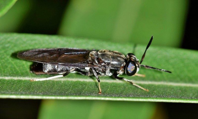 Hermetia illucens