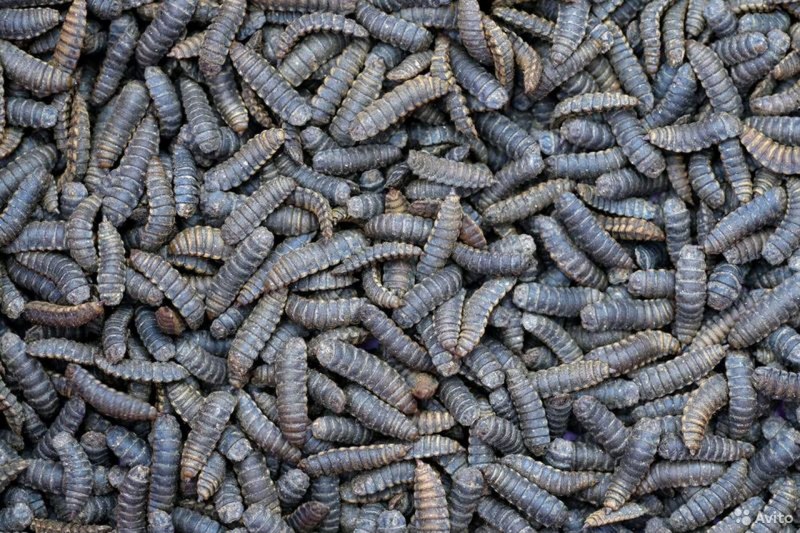 BSF Larvae