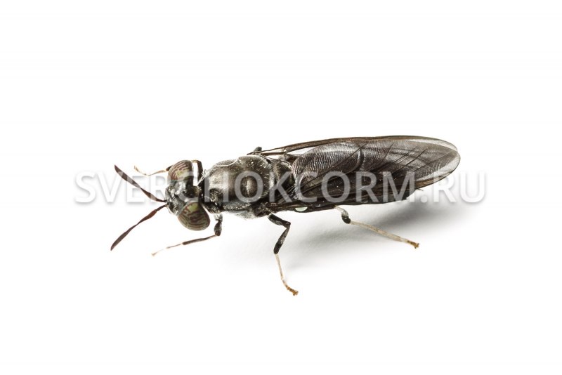 Hermetia illucens личинки