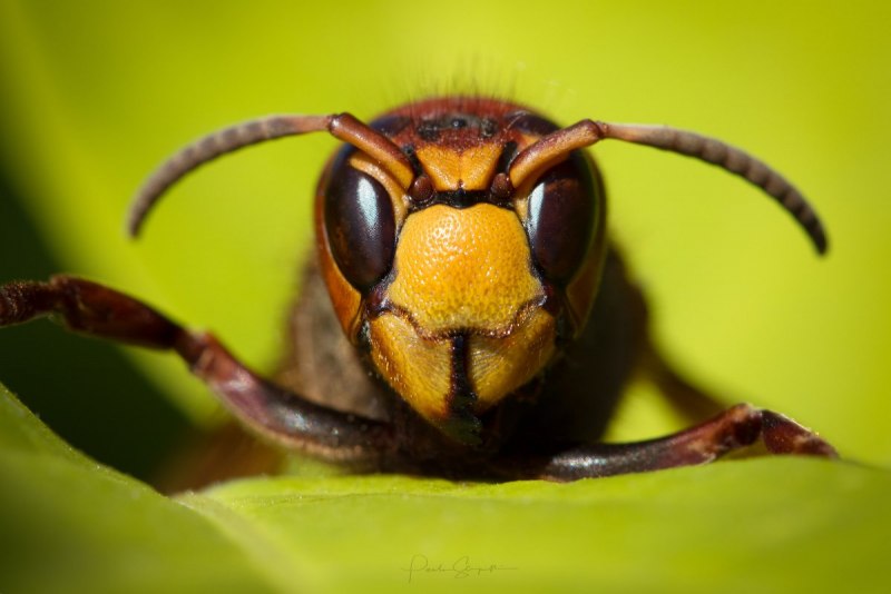 Шершень Vespa velutina