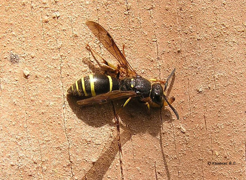 Гнездо Vespula