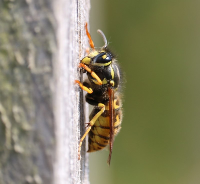 Polistes fuscatus