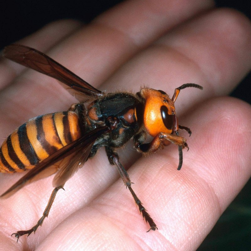 Wasp Шершень