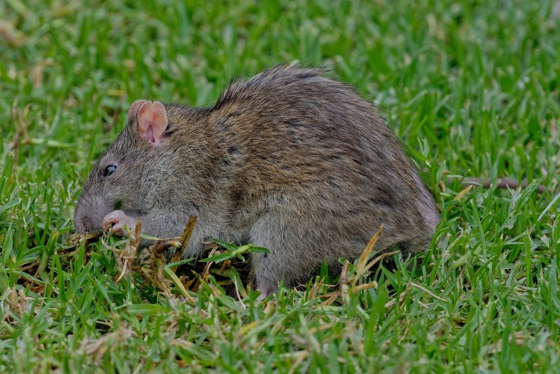 Серая крыса Rattus norvegicus