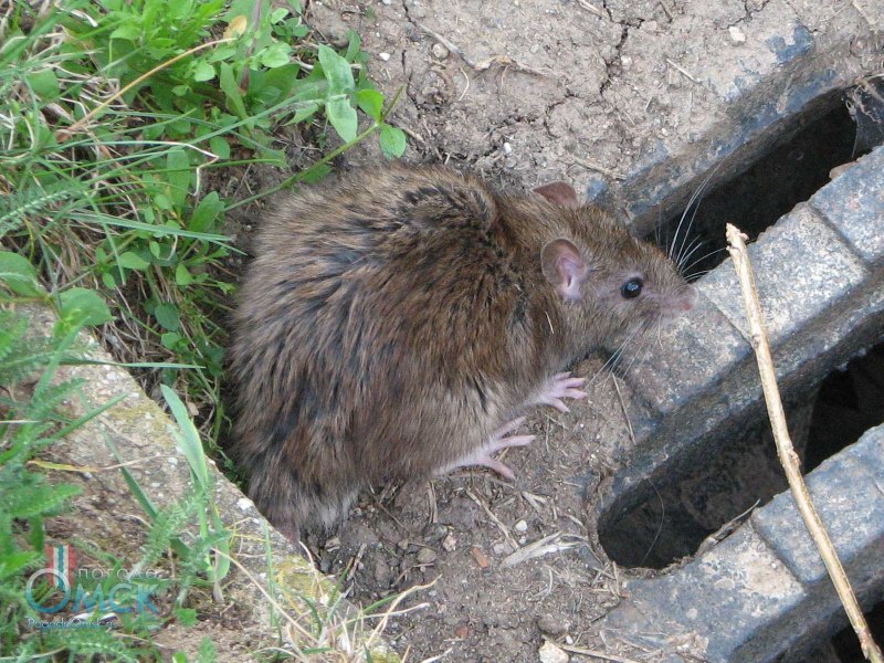 Серая крыса (Пасюк) - Rattus norvegicus.
