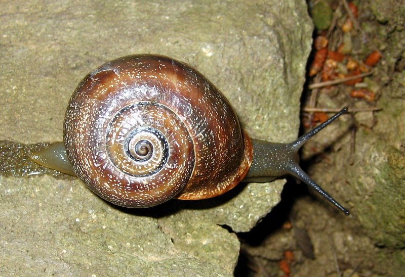Nereimyra punctata
