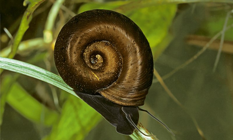 Катушка Роговая - Planorbarius corneus