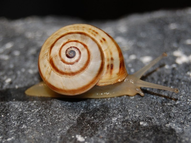 Theba Pisana