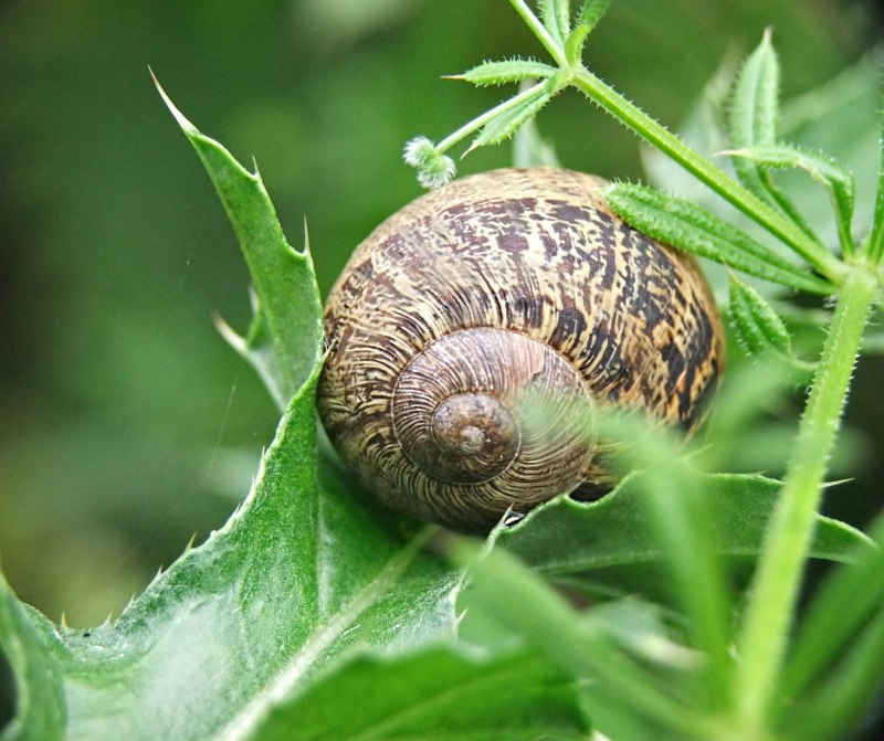 Морская улитка Leaden Sand Snail