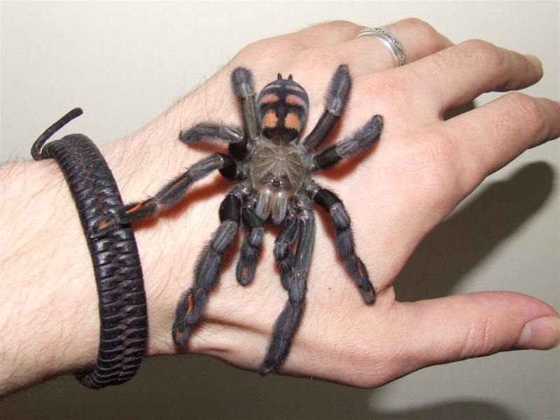 Паук-птицеед Psalmopoeus irminia