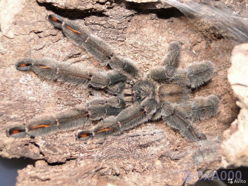 Паук птицеед Psalmopoeus cambridgei