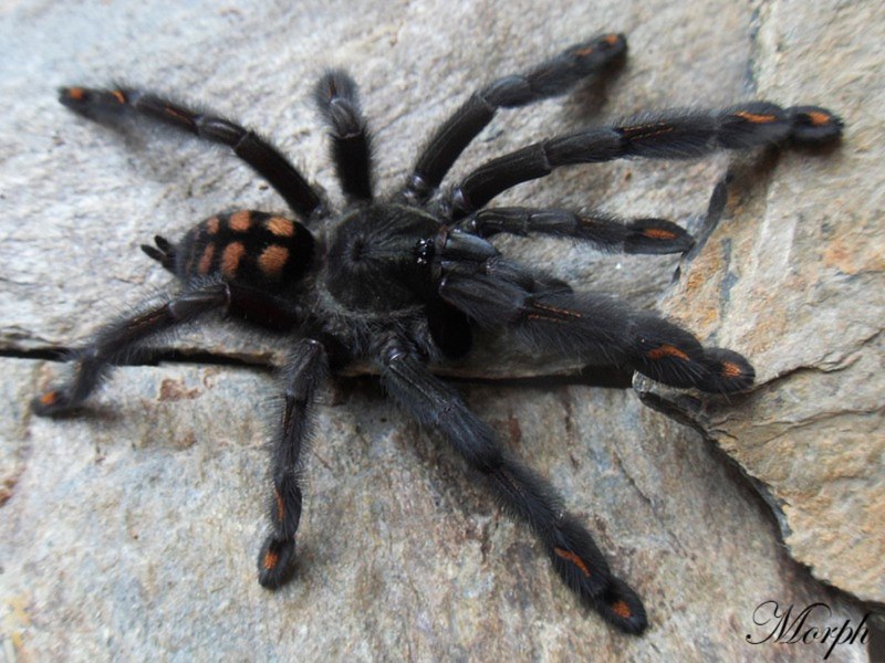 Psalmopoeus reduncus самец