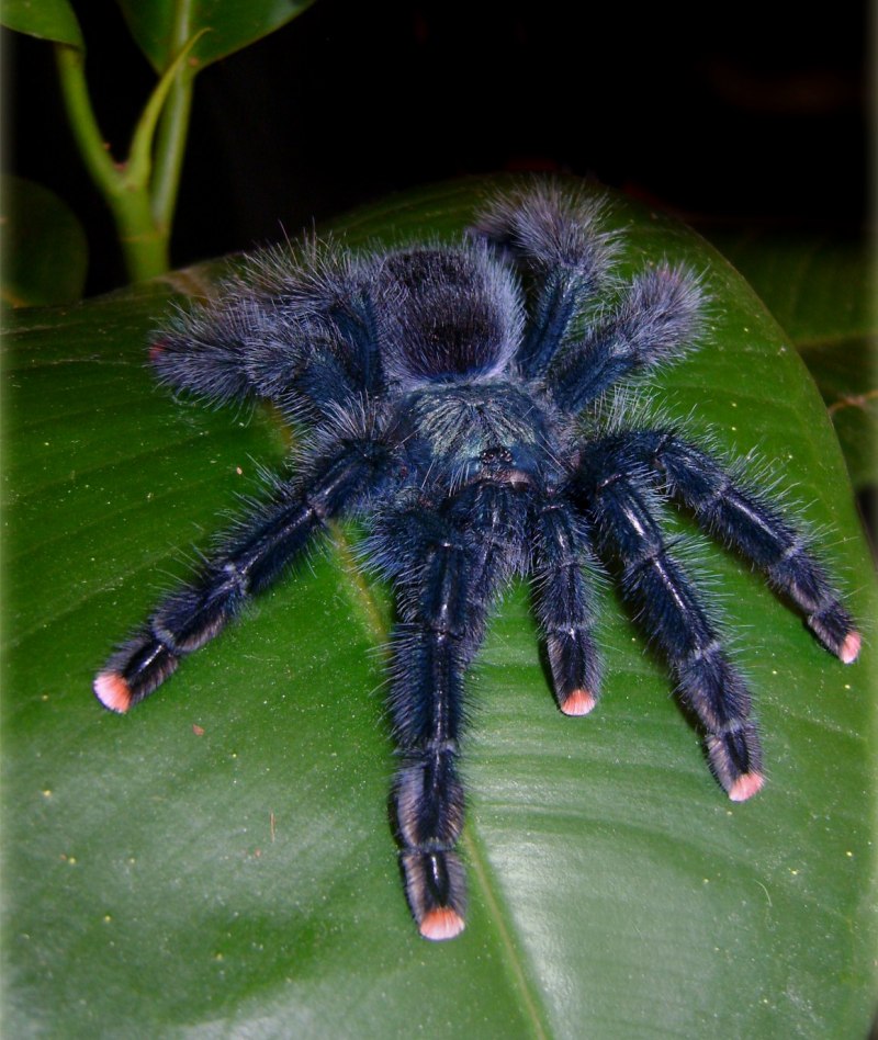 Psalmopoeus irminia l1