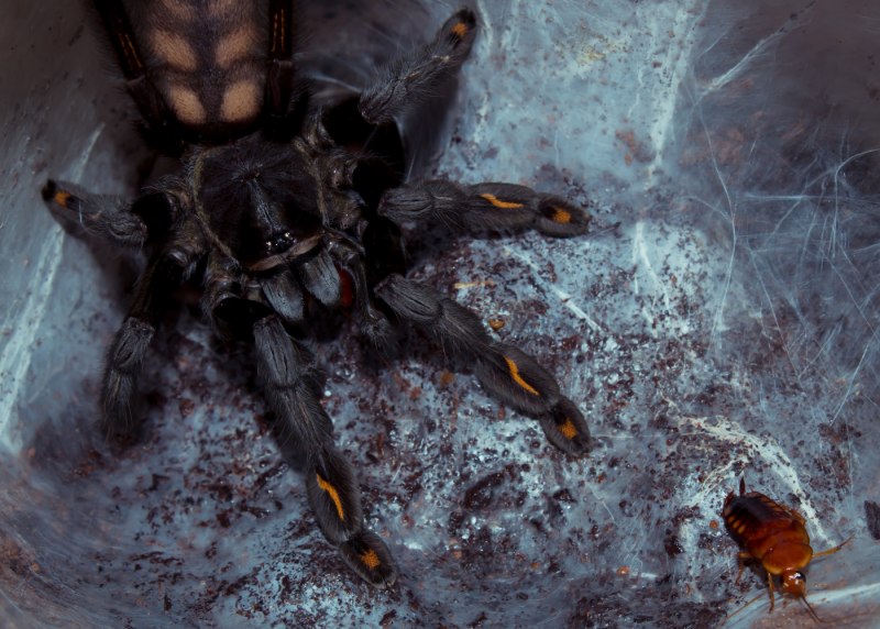 Psalmopoeus irminia 11l