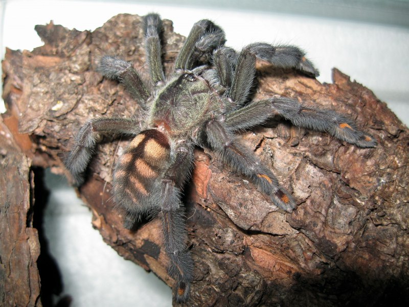 Паук-птицеед Poecilotheria Ornata