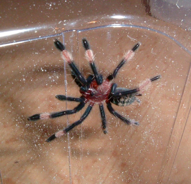 Паук-птицеед Psalmopoeus irminia