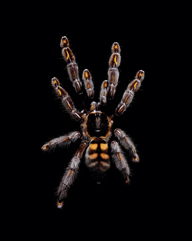 Паук Psalmopoeus irminia