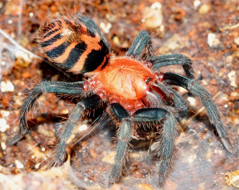 Ybyrapora(Avicularia) Sooretama