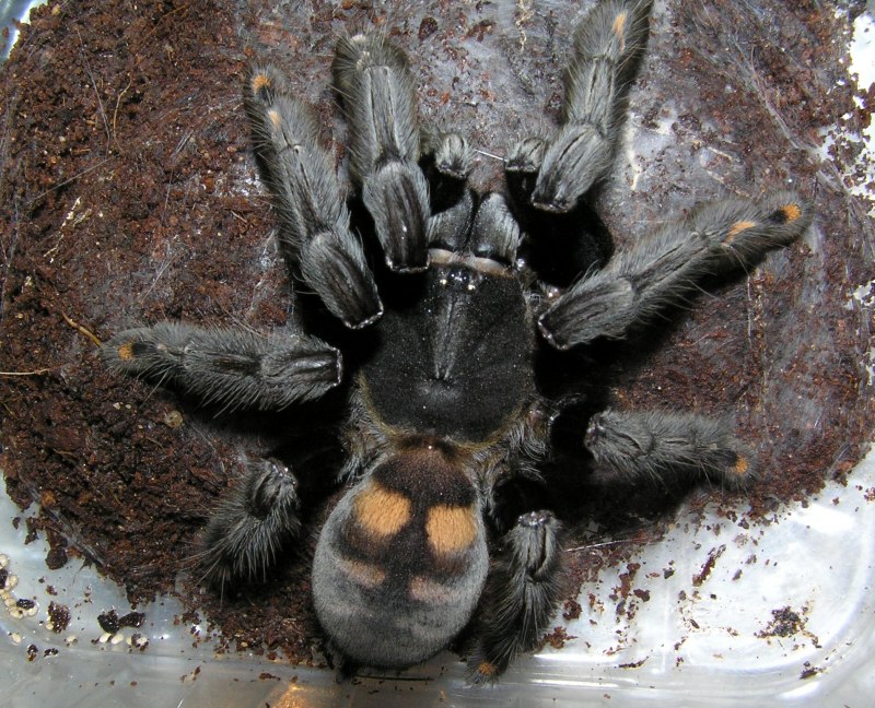 Psalmopoeus irminia самка