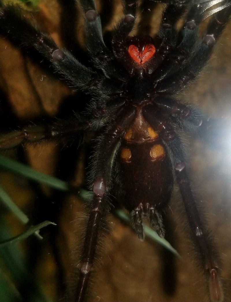Psalmopoeus irminia