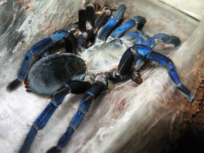 Psalmopoeus irminia самец