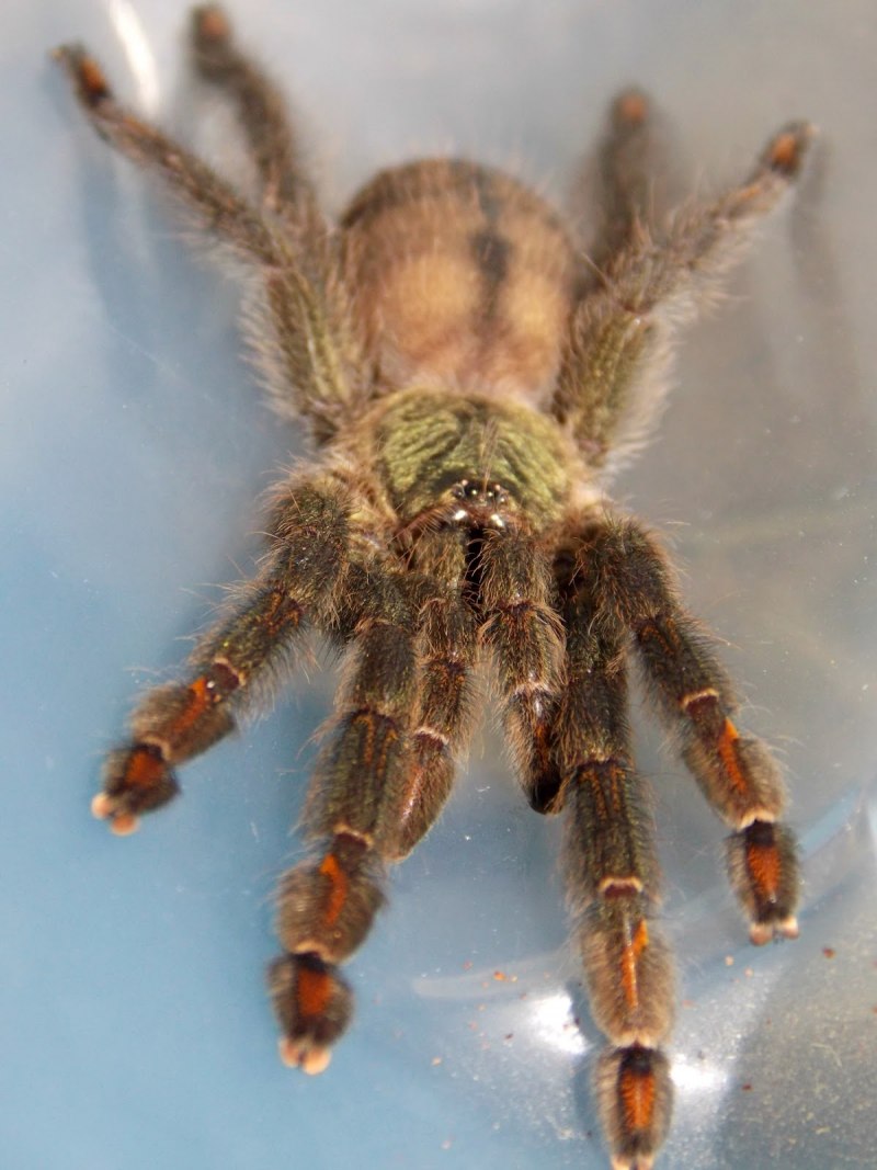 Psalmopoeus irminia l6