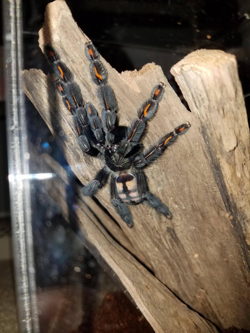 Паук птицеед Avicularia
