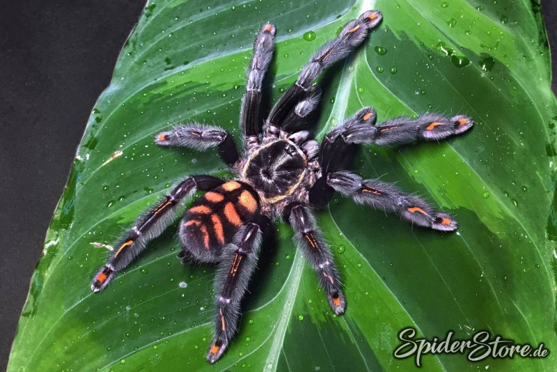 Psalmopoeus irminia паутина