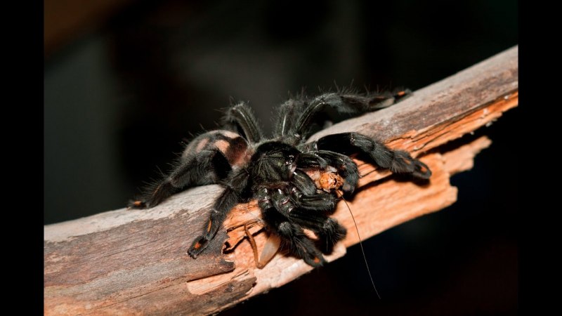 Psalmopoeus irminia стойка
