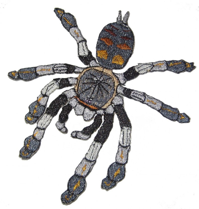 Паук птицеед Psalmopoeus