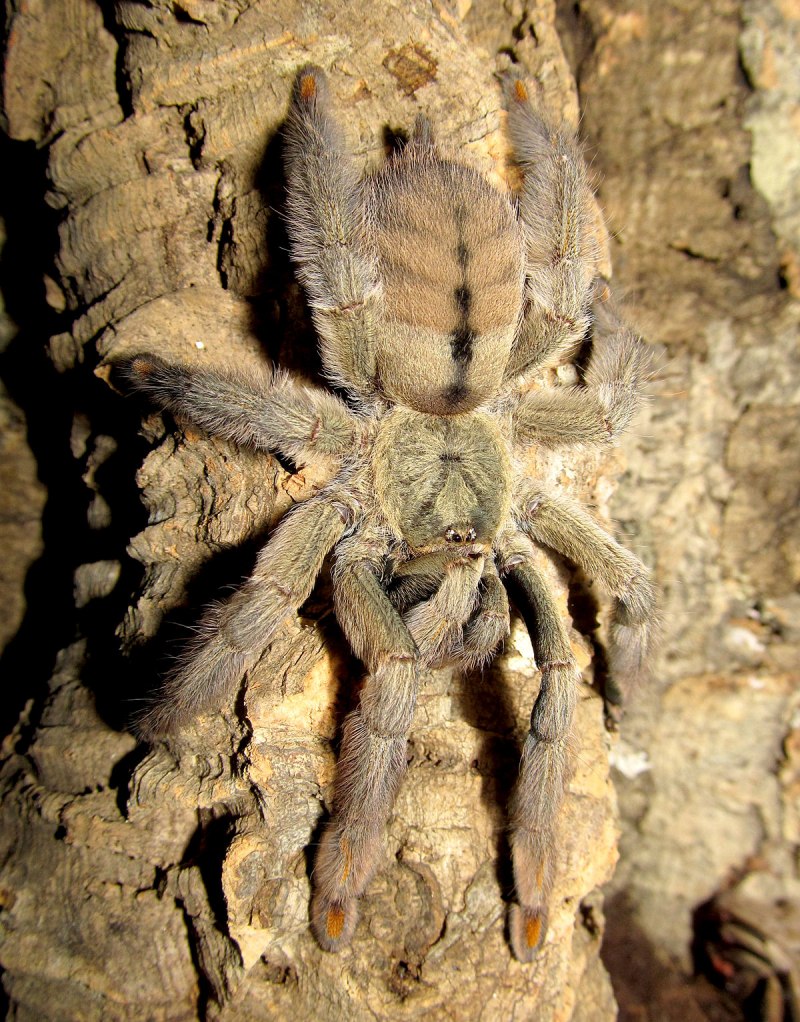 Grammostola pulchra граммостола пульхра
