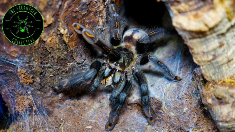 Orphnaecus SP Blue
