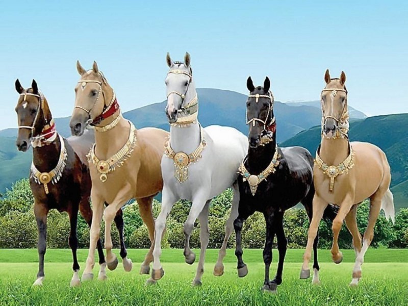 Туркменский конь (62 фото)