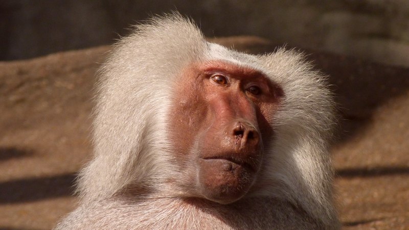 Белый бабуин (46 фото)